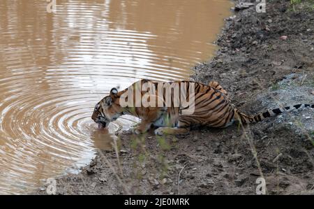 La tigre bengala conosciuta come 'Chhoti Madaa' (nato nel 2008) che beve nel Parco Nazionale di Kana (gamma Mukki), Madhya Pradesh, India. Foto da febbraio 2019. Foto Stock