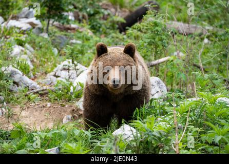 Orso bruno europeo nella regione di confine tra slovenia e croazia Foto Stock