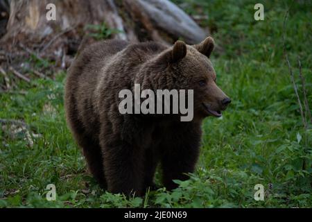 Orso bruno europeo nella regione di confine tra slovenia e croazia Foto Stock