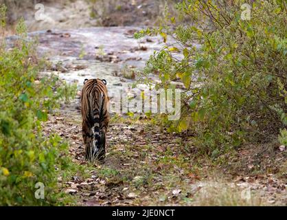 La Tigress bengala conosciuta come 'Chhoti Madaa' (nato nel 2008) che cammina nel Parco Nazionale di Kana (Mukki), Madhya Pradesh, India. Foto di Febbraio 2019. Foto Stock