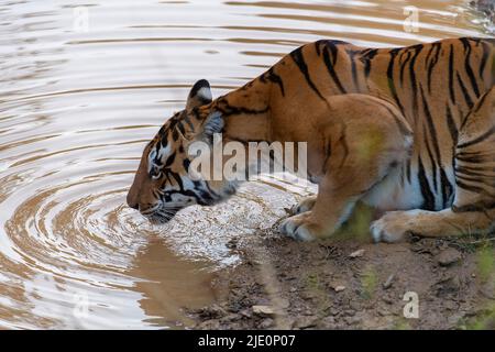 La tigre bengala conosciuta come 'Chhoti Madaa' (nato nel 2008) che beve nel Parco Nazionale di Kana (gamma Mukki), Madhya Pradesh, India. Foto da febbraio 2019. Foto Stock