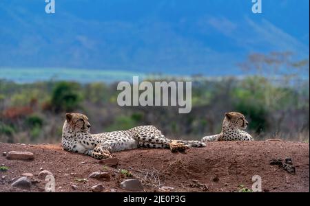 Due fratelli di ghepardi (Acinonyx jubatus) dalla Riserva privata di Zimanga, Sudafrica. Foto Stock