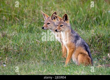 Due giovani Jackals Black-backed (Canis mesomelas) nel lago nakuru NP, Kenya. Foto Stock