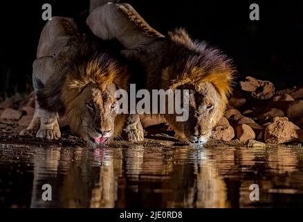 Leoni maschi che bevono nella riserva privata di Zimanga, Sudafrica. Foto Stock
