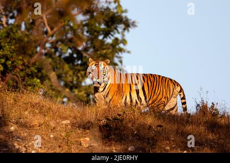 La tigre del Bengala maschile grande (Panthera tigris tigris) conosciuta come T-29 'Chhota Munna' dal Parco Nazionale di Kanha (gamma Mukki) fotografata nel febbraio 2019. Foto Stock