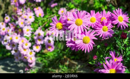Crisantemi. Fiori di autunno viola brillante. Sfondo floreale Foto Stock