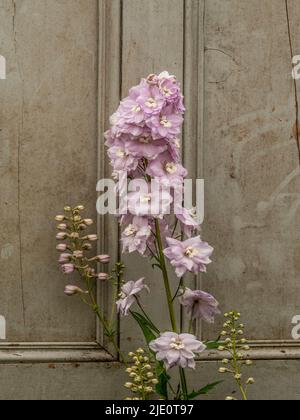Delphinium 'Lilac Rose con White Bee' fiore di fronte a una vecchia porta pannellata dipinta. Foto Stock