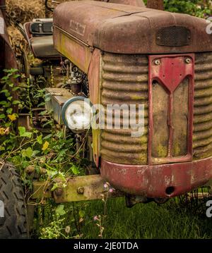 la griglia anteriore del radiatore di un trattore vintage scoperto è stata coltivata con edera. Foto Stock