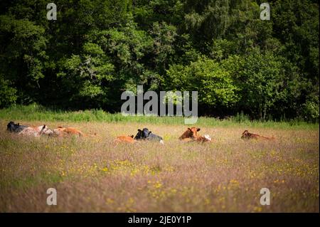 Ho guardato questi bovini per alcuni giorni che vivono la loro vita migliore nel prato tra Drumnadrochit e Milton a Glen Urquhart. Oggi io Foto Stock