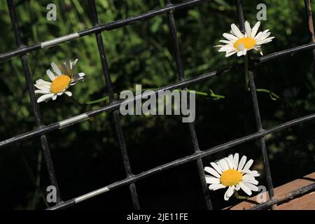 Tre margherite bianche e gialle intorno ad una recinzione con sfondo verde scuro Foto Stock