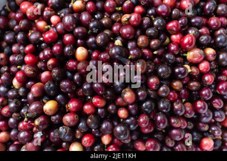 Sfondo di frutta di caffè matura che asciuga sotto il sole Foto Stock