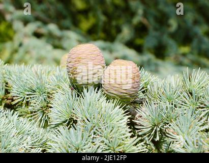 Cedro atlantica Atlas cedro coni cedro piangendo sap Foto Stock