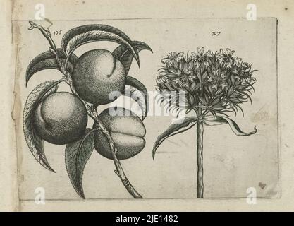 Peach and Burning love, Cognoscite lilia (titolo della serie), Peach (Prunus persica) e Burning love (Silene calcedonica), numerati 106 e 107., stampatore: Crispijn van de Passe (i), (attribuito a), dopo disegno di: Crispijn van de Passe (i), (attribuito a), editore: Crispijn van de passe (i), Colonia, dopo il disegno di: Colonia, editore: Colonia, editore: Londra, 1600 - 1604, carta, incisione, altezza 127 mm x larghezza 205 mm, altezza 172 mm x larghezza 272 mm Foto Stock