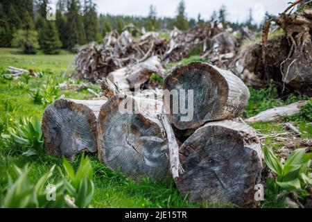 I vecchi tronchi sgusciati e molti piccoli rami spezzati si trovano su una fitta erba di primavera verde nella foresta industriale di abete rosso di montagna Foto Stock