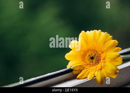 Primo piano foto di un fiore di gerbera giallo su una finestra in luce diurna. Banner naturale con fiori. Fiore su sfondo verde con pioggia. Trend principale co Foto Stock