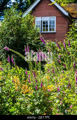 Inizio estate giardino con foxguants e dettaglio di una casa, RHS Wisley Garden, Surrey, Inghilterra, Regno Unito Foto Stock