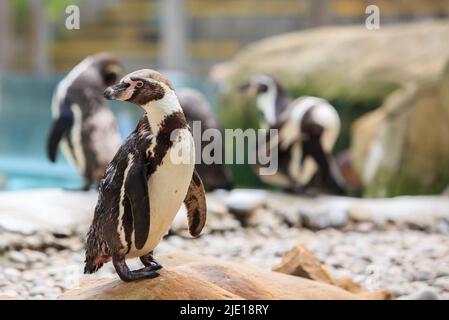 Un simpatico Humboldt Penguin (Spheniscus humboldti) in piedi su un terreno roccioso con morestanding sullo sfondo Foto Stock