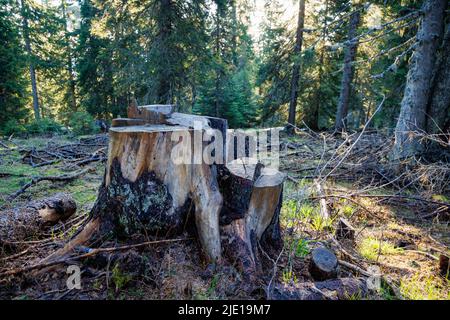 Un vecchio moncone dilapidato coperto di muschio e altre piante si trova su una foresta selvaggia vuota, in una foresta verde scuro di abete rosso denso con alto Foto Stock