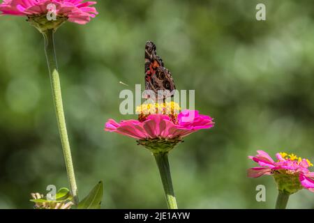 Una farfalla americana colorata signora dipinta con le sue ali chiuso alimentazione su un luminoso fiore zinnia vista closeup in un giardino su un caldo soleggiato d Foto Stock