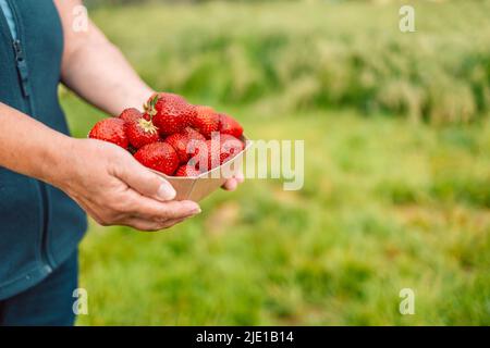 Coltivatori di fragole con raccolto. Donna contadina mani con fragole fresche in scatola di carta ecologica in giardino su un mercato agricolo in estate Foto Stock