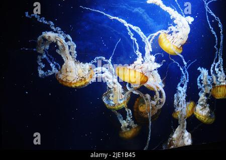 Foto scattata alla California Academy of Sciences a San Francisco, California, USA. Una medusa può essere vista nel mezzo della foto su un b profondo Foto Stock