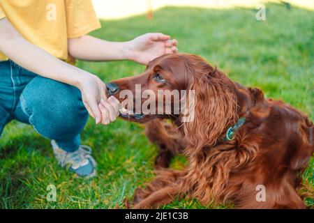 Le mani della donna danno al cane Setter irlandese un'alimentazione sullo sfondo dell'erba verde. Aiuta il cane Foto Stock