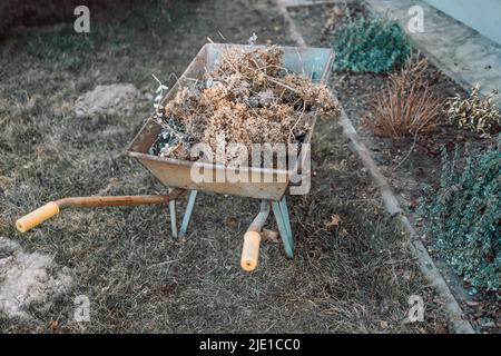 Carriola con erbacce si erge in giardino sullo sfondo di letti vegetali. Attrezzi del giardiniere per lavorare su un complotto di dacha Foto Stock