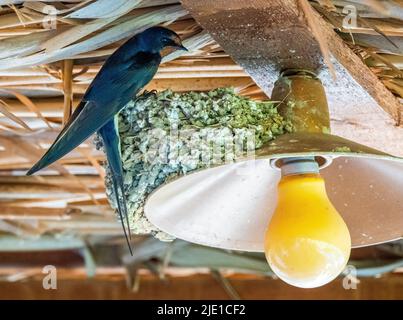 Barn Swallow Hirundo rustica al suo nido su un'ombra chiara sulla veranda di un hotel greco - Zagori Grecia settentrionale Foto Stock