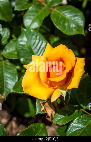 Rosa Simply the Best ('Macamster') (HT) Foto Stock