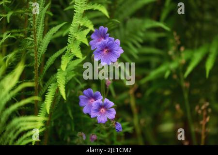 Primo piano di prati fiori di cranesbilla fioritura in un parco, Gruppo di teste di fiori viola brillante che crescono tra piante verdi frondosi in un cortile. Bellissima Foto Stock