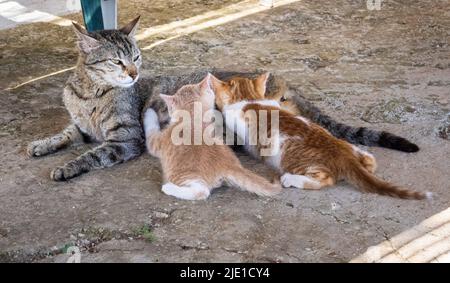 Gatto tabby che succhia i suoi due gattini marmalade - Grecia Foto Stock