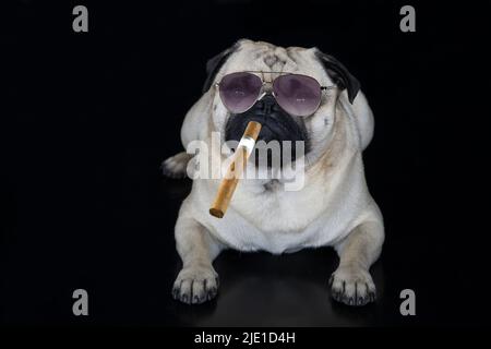 Sono il capo. Un pug con occhiali da sole e un sigaro su sfondo nero. Foto Stock