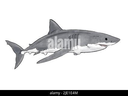 grande illustrazione di squalo bianco Foto Stock