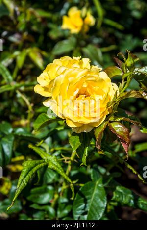 Rosa Golden sorride 'Frykeyno' Foto Stock