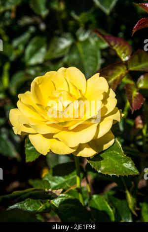 Rosa Golden sorride 'Frykeyno' Foto Stock