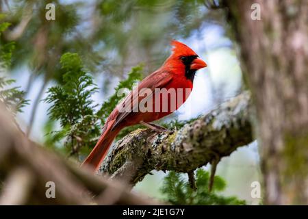 Cardinale maschile del Nord (Cardinalis cardinalis) - Brevard, Carolina del Nord, USA Foto Stock