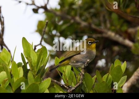 Cape White-eye Bird Perching on Branch (Zosterops virens capensis) Foto Stock