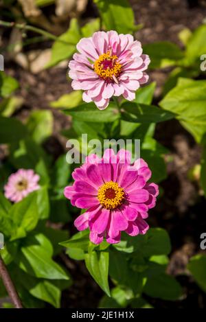 Zinnia elegans 'Super Yoga Rose' Super Yoga serie Foto Stock