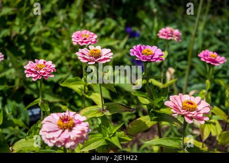 Zinnia elegans 'Super Yoga Rose' Super Yoga serie Foto Stock