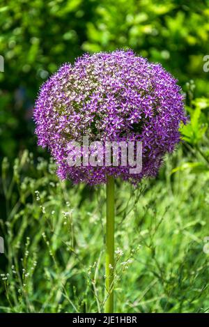 Allium "ambasciatore" Foto Stock