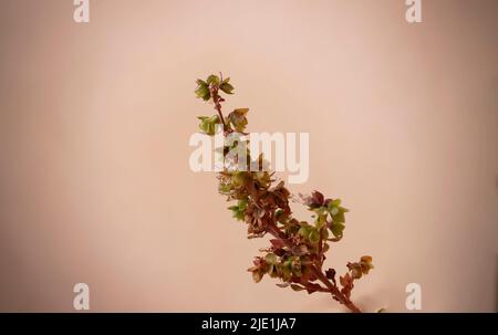 Primo piano immagine del Santo Basilio Fiore indiano Foto Stock