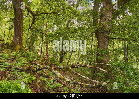 Ombreggiato bosco di apertura in querce bosco, Galles Foto Stock