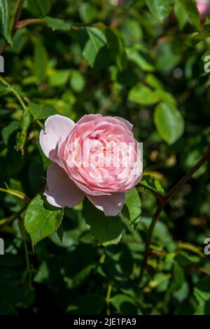 Rose Wisley, Old English Rose, Rosa Wisley 2008 "Ausbreeze" Foto Stock