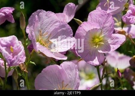 Serata messicana Primrose, Oenotera speciosa 'Rosea', Pink Ladies Foto Stock