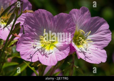 Enothera speciosa Rosea, serata messicana Primrose Flower Foto Stock