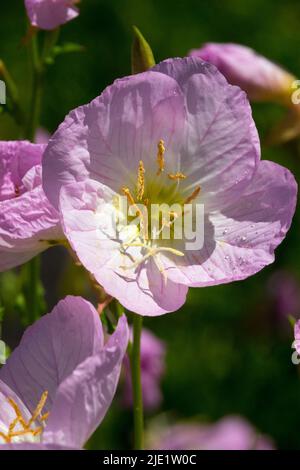 Serata messicana Primrose, Oenotera speciosa 'Rosea', Rosa, fiore da primo piano Foto Stock