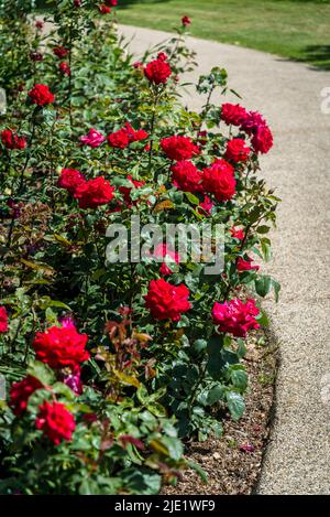 Rosa il mio San Valentino ('Korculo') Foto Stock