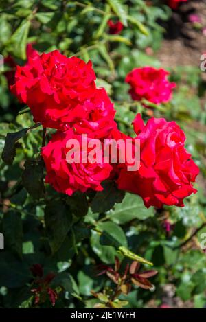Rosa il mio San Valentino ('Korculo') Foto Stock
