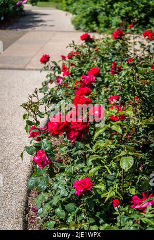Rosa il mio San Valentino ('Korculo') Foto Stock