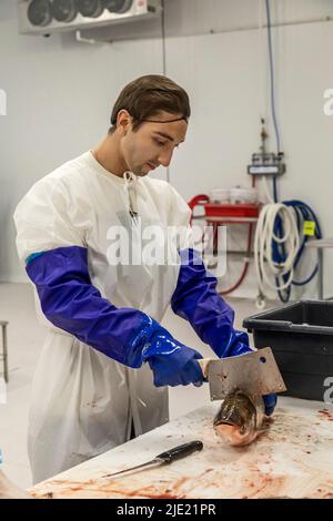 East Peoria, Illinois - lavoratori a Sorce Freshwater processo e confezione argento carpa (Hypophthalmichthys molitrix) catturati nel fiume Illinois. Un inv Foto Stock